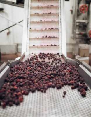 High Brix Berries Fruits IQF Frozen Blackberry for Juice Jam Topping