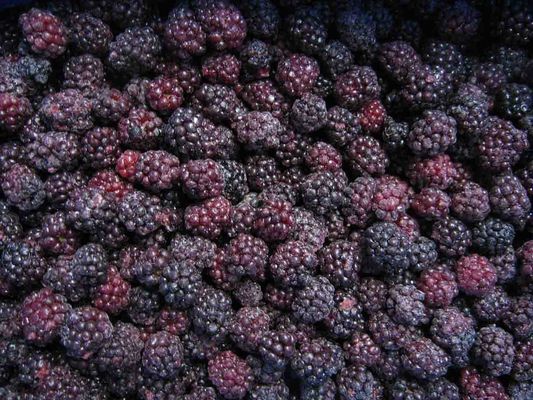 Frozen Fruits Berries Hot Sale and High Quality IQF Frozen Blackberry