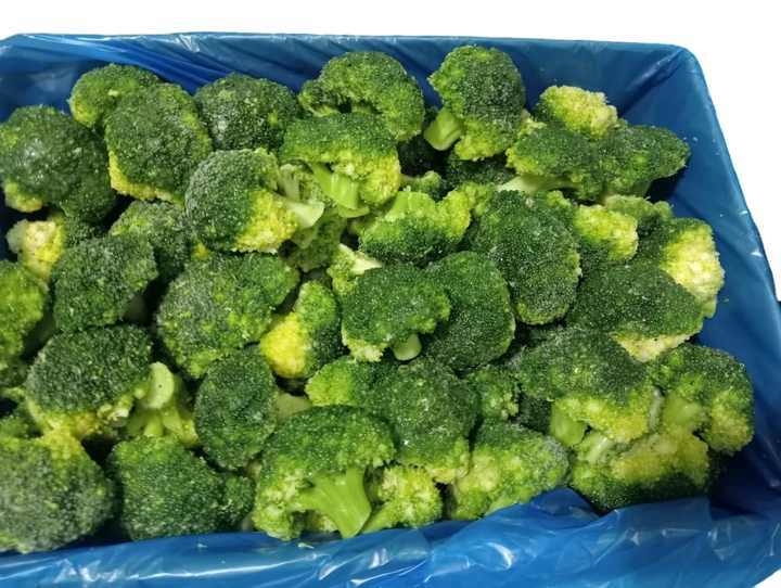 High Quality IQF Frozen Broccoli 20-40mm Premium Vegetable Product