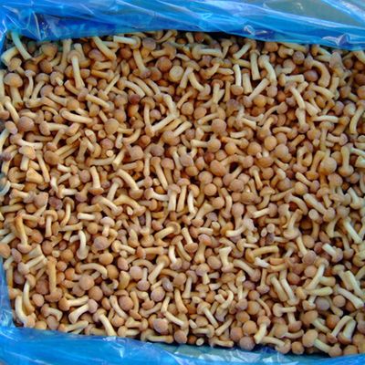Früchte gefroren Pilze IQF gefrorene Nameko