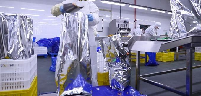 Hochwertige gefrorene Himbeeren Gefrorene Himbeeren 11