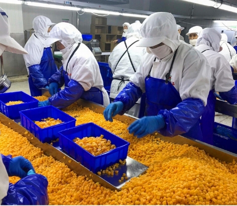 IQF Bio Gelbe Pfirsichw&uuml;rfel Gro&szlig;verpackung Tiefk&uuml;hlfr&uuml;chte Wasser Fruchtfleisch Ganze W&uuml;rfel und H&auml;lften S&uuml;&szlig;er Geschmack Konserviert 8