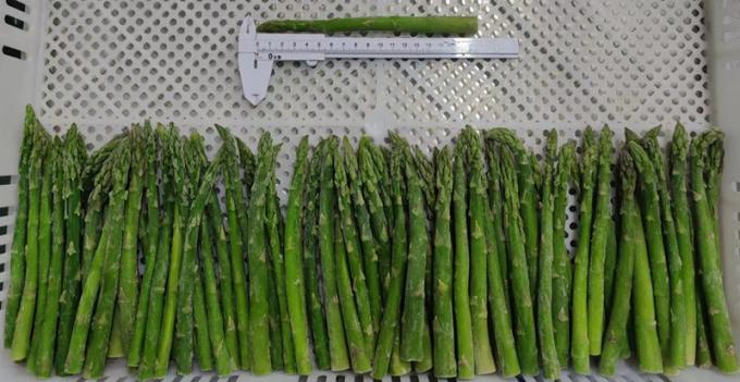 Asparagus Speere Asparagus Asparagus Gefriertes Gem&uuml;se IQF Gefriertes Gr&uuml;nes Asparagus Samen eine Qualit&auml;t Massenverpackung Asparagus Preis 1