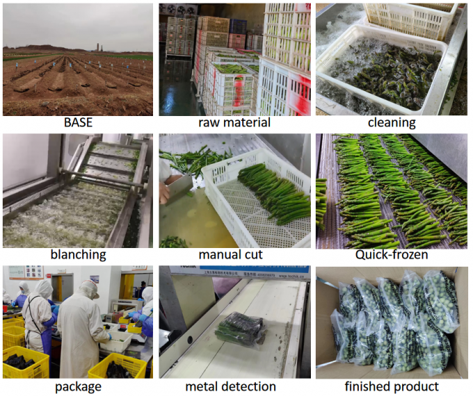 Asparagus Speere Asparagus Asparagus Gefriertes Gem&uuml;se IQF Gefriertes Gr&uuml;nes Asparagus Samen eine Qualit&auml;t Massenverpackung Asparagus Preis 4