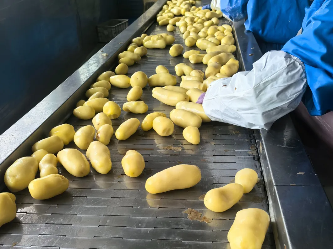 Verladung und termingerechte Lieferung von tiefgekühlten, geraden Pommes Frites 1