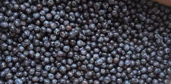 Hei&szlig; verkaufte Tiefk&uuml;hlfr&uuml;chte IQF Blaubeeren 10kg Tiefgek&uuml;hlte Blaubeeren in Gro&szlig;packung 2