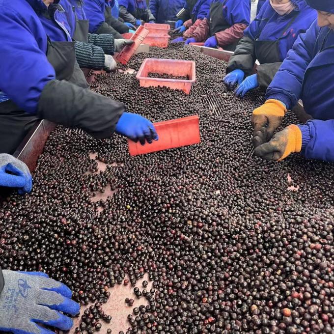 Hei&szlig; verkaufte Tiefk&uuml;hlfr&uuml;chte IQF Blaubeeren 10kg Tiefgek&uuml;hlte Blaubeeren in Gro&szlig;packung 4