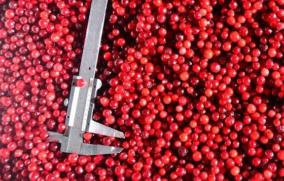 BRC, KOSHER, HALAL, IFS, BSCI IQF Tiefgefrorene Preiselbeer-Cranberry-Konfit&uuml;re aus 100 % nat&uuml;rlicher Frucht, Gro&szlig;verpackung mit 2 Jahren Haltbarkeit im Eimer 1