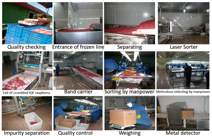 Hersteller Fabrikpreis IQF Hochwertige Frische Lebensmittel Tiefgefrorene Himbeere Serbien f&uuml;r Export 3