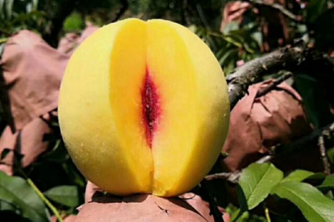 IQF Bio Gelber Pfirsich Halben Gefrorene Fr&uuml;chte S&uuml;&szlig;er Geschmack Massenverpackung Konservierbares Wasser Pulpe Ganze W&uuml;rfel W&uuml;rfel Halben Erh&auml;ltlich 1