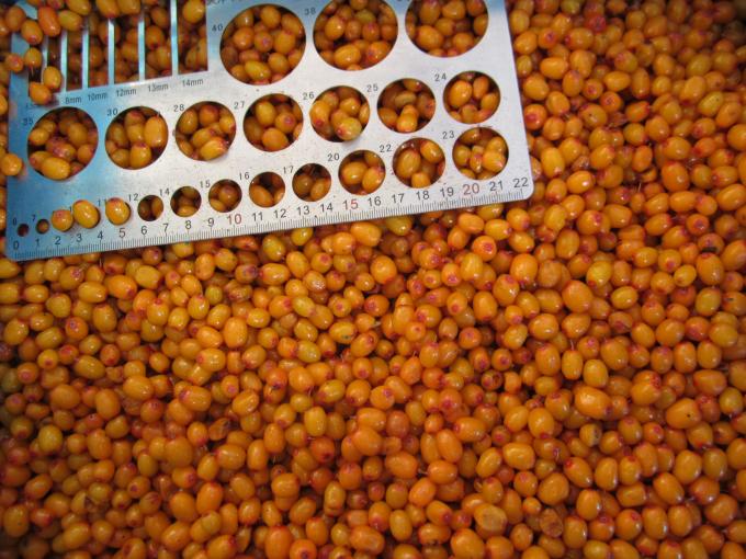 Großhandel Bio-Sichthorn Gefrorene Seichthornbeeren 0
