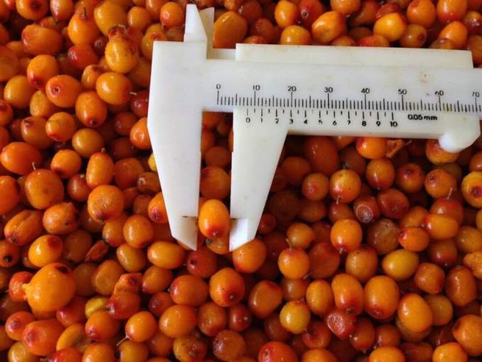 Großhandel Bio-Sichthorn Gefrorene Seichthornbeeren 1