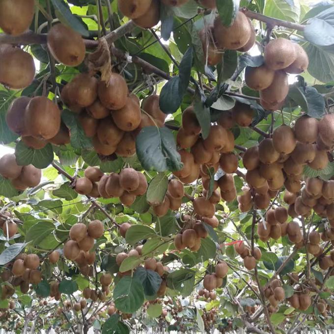 Kiwi-Frucht gefrorenes Obst gefrorene Kiwi-Kugel Qualit&auml;t nat&uuml;rlich 2