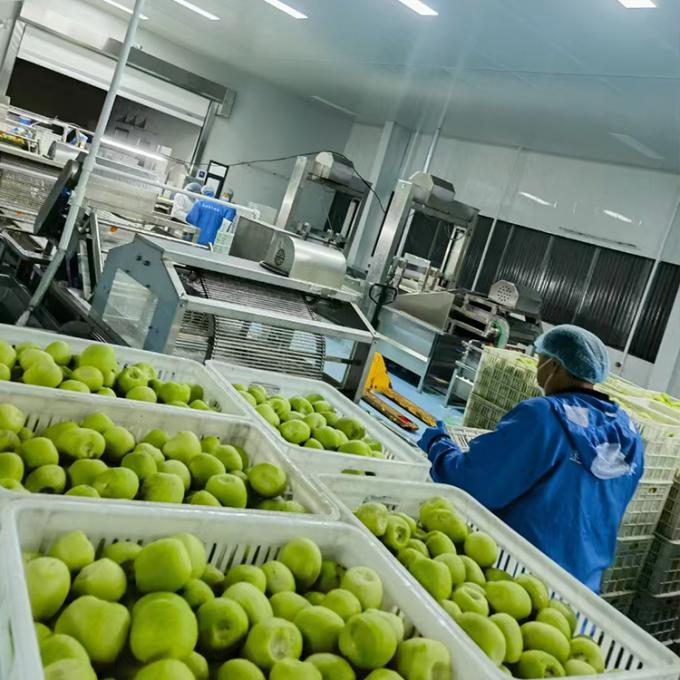 Kiwi-Frucht gefrorenes Obst gefrorene Kiwi-Kugel Qualit&auml;t nat&uuml;rlich 4