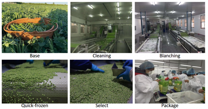 Gro&szlig;handelslieferant f&uuml;r IQF-Tiefk&uuml;hl-Erbsen, 10 kg, verpackt in 400 g 3